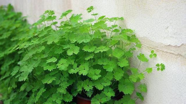 墙头草两边倒究竟是什么意思,背后有何深层含义?-第2张图片-ECN交易平台排行榜 墙头草两边倒究竟是什么意思,背后有何深层含义?-第2张图片-ECN交易平台排行榜