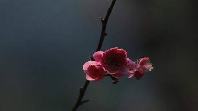 什么是封板(什么是封板成功率)-第3张图片-ECN交易平台排行榜 什么是封板(什么是封板成功率)-第3张图片-ECN交易平台排行榜